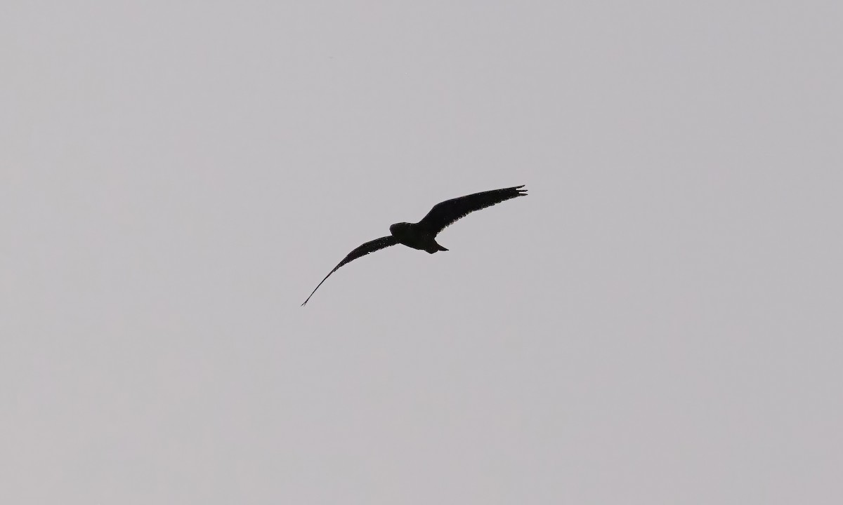 Short-tailed Nighthawk (Short-tailed) - ML611054037