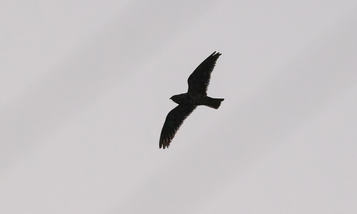 Short-tailed Nighthawk (Short-tailed) - ML611054038