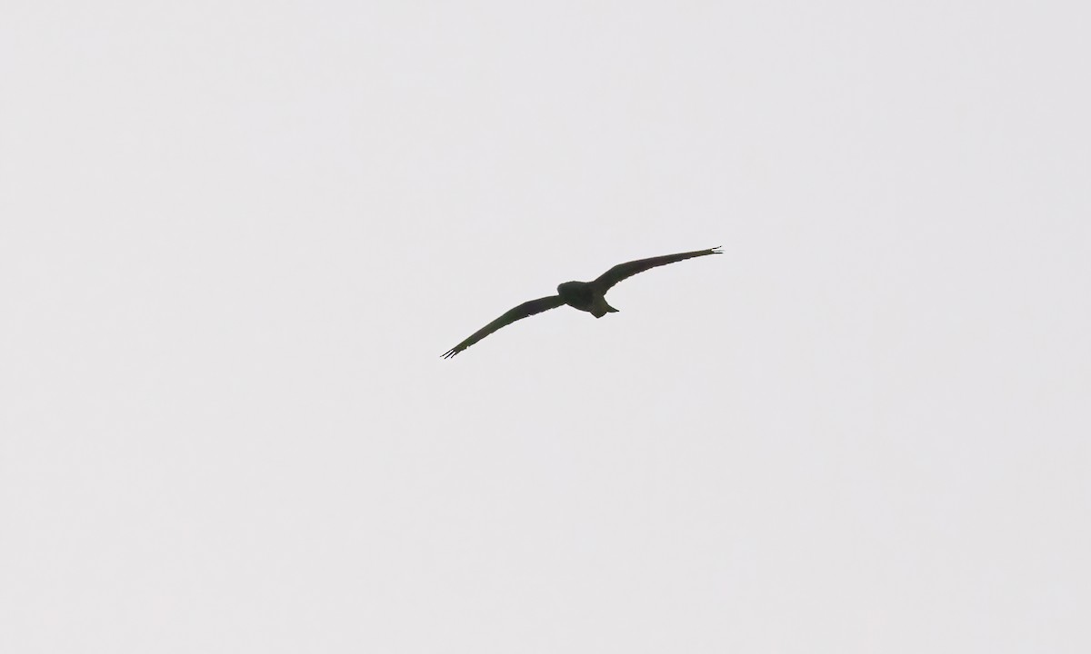 Short-tailed Nighthawk (Short-tailed) - ML611054039