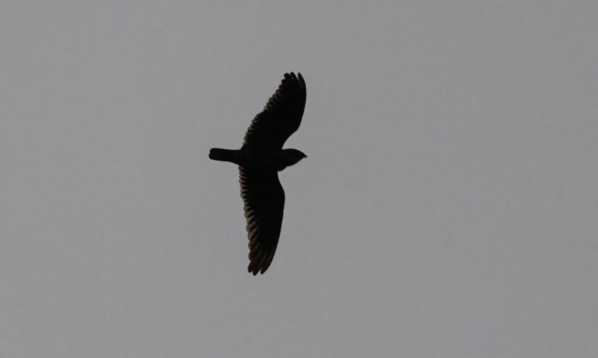 Short-tailed Nighthawk (Short-tailed) - ML611054040