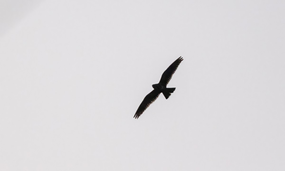Short-tailed Nighthawk (Short-tailed) - ML611054041