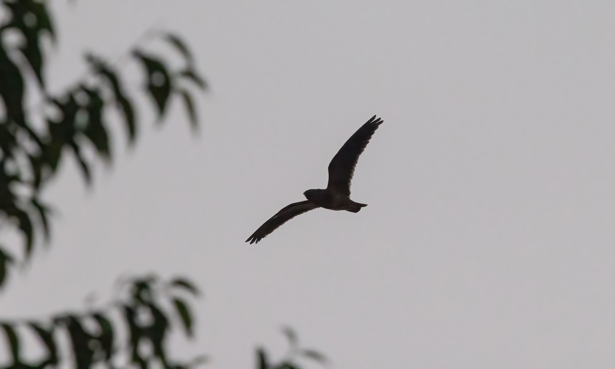 Short-tailed Nighthawk (Short-tailed) - ML611054042