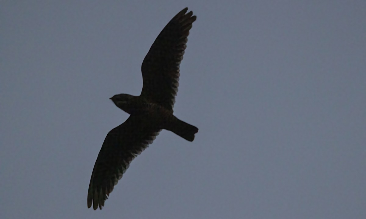 Short-tailed Nighthawk (Short-tailed) - Paul Fenwick
