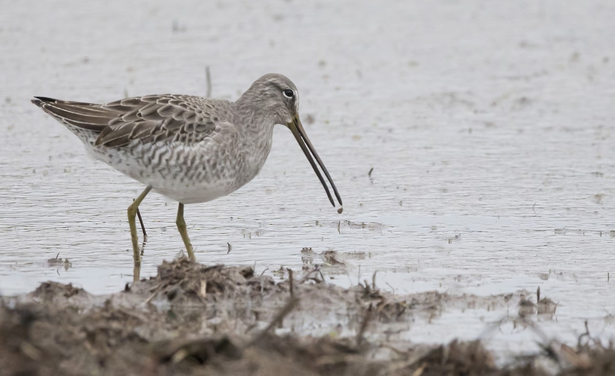 Long-billed Dowitcher - ML611054223