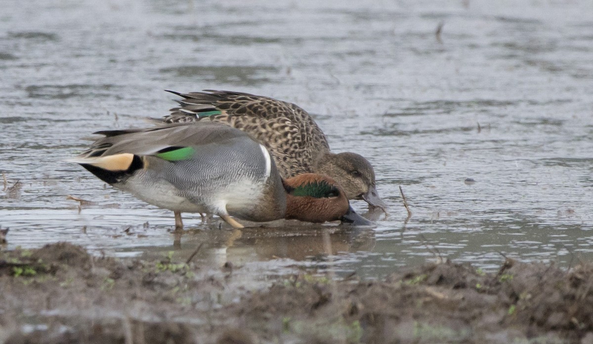 Green-winged Teal - ML611054535