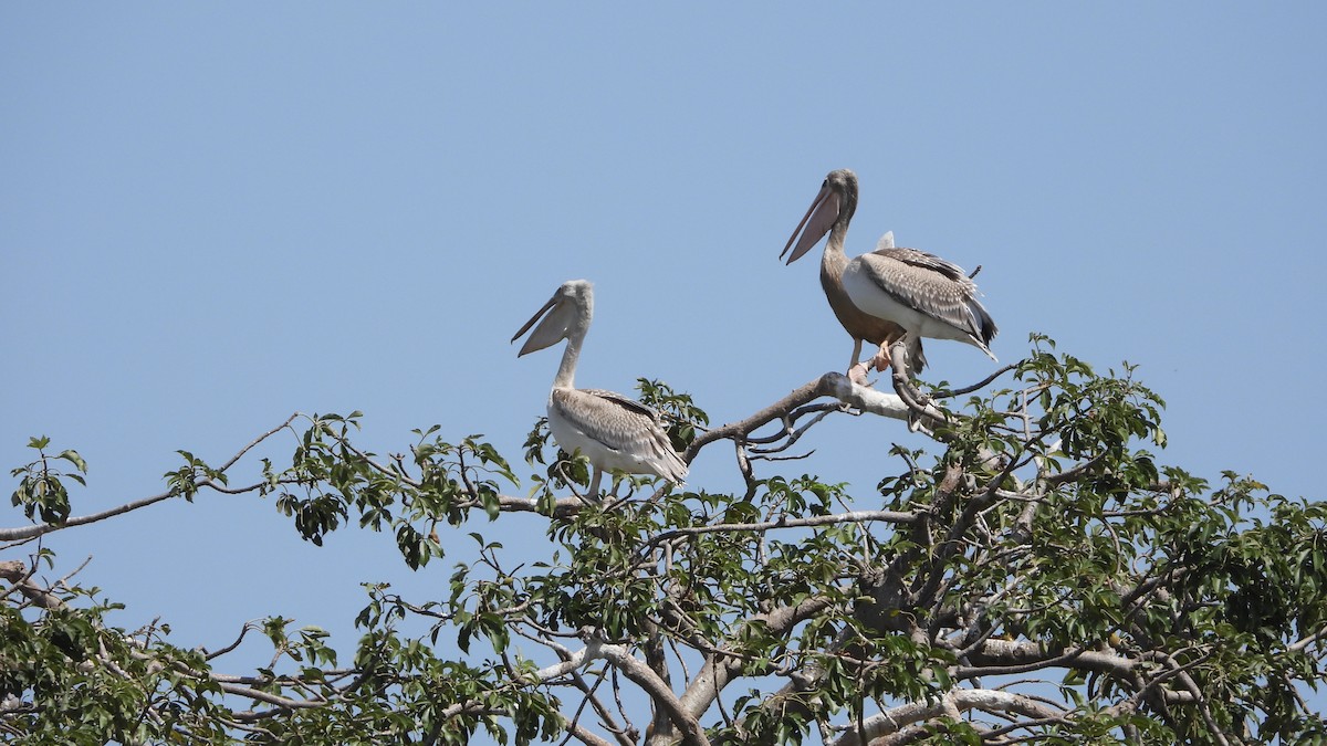 Pink-backed Pelican - ML611054897