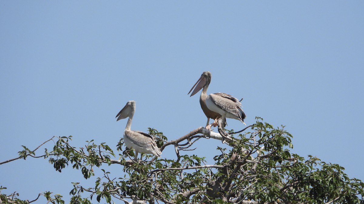 Pink-backed Pelican - ML611054925