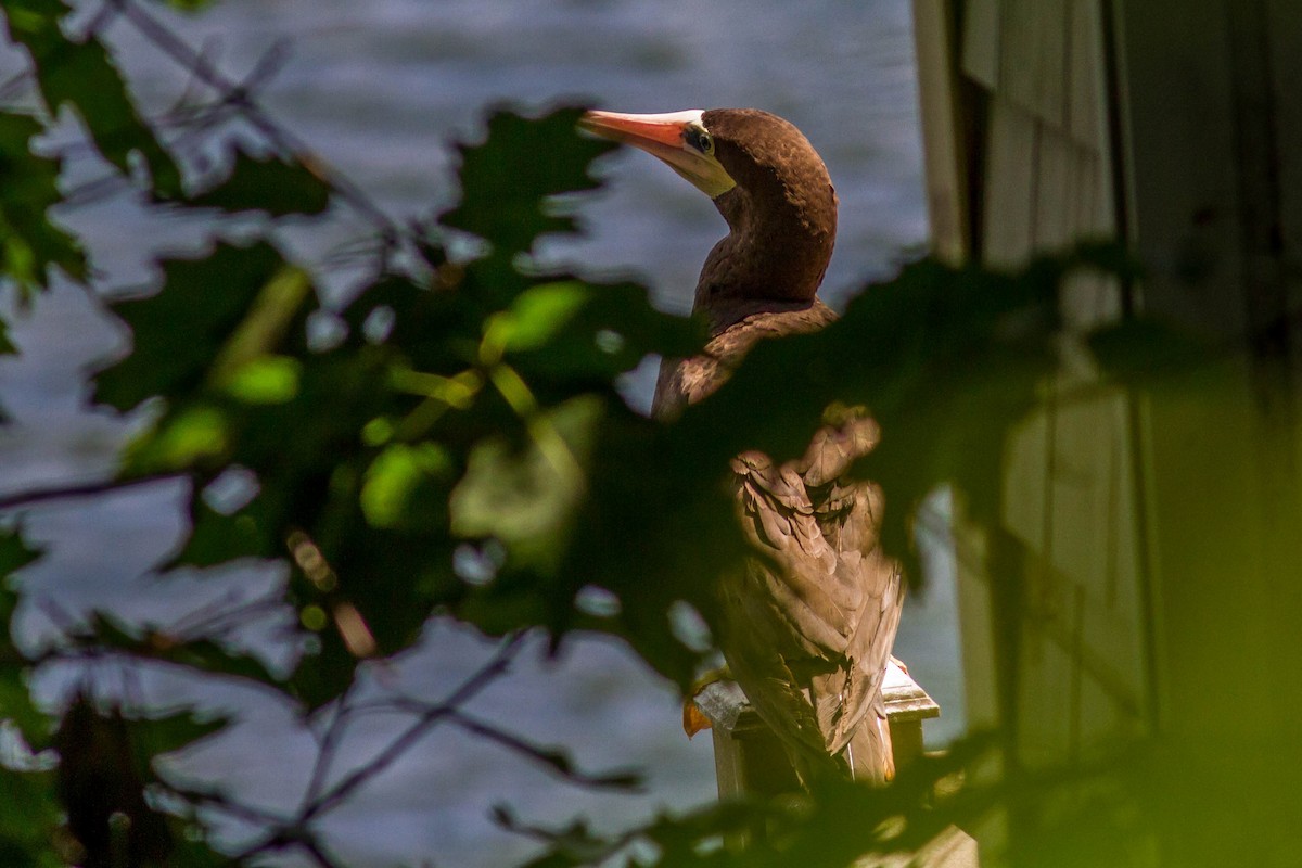 Brown Booby - ML611054972