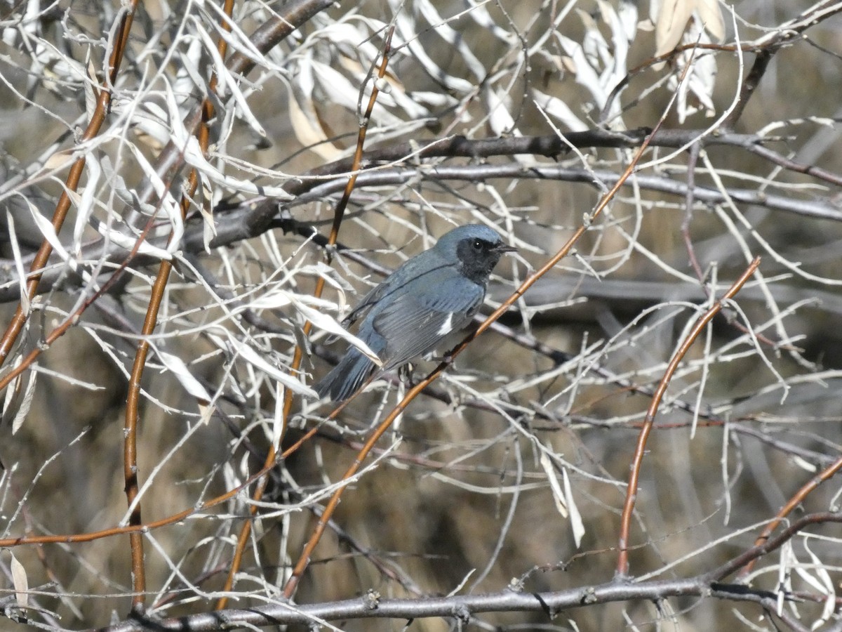 Black-throated Blue Warbler - ML611055230