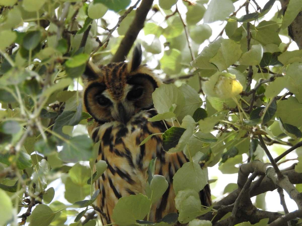 Striped Owl - Luis Curillo