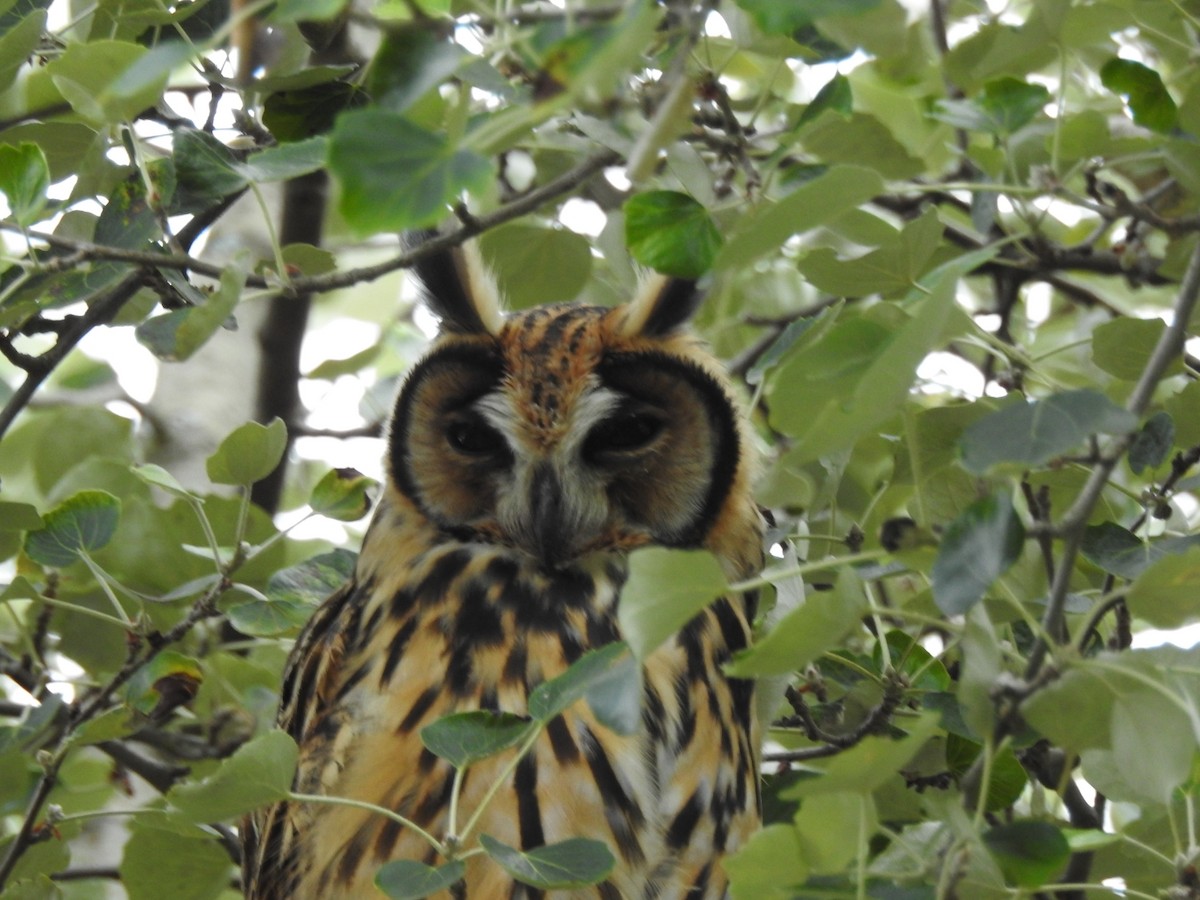 Striped Owl - ML611055523