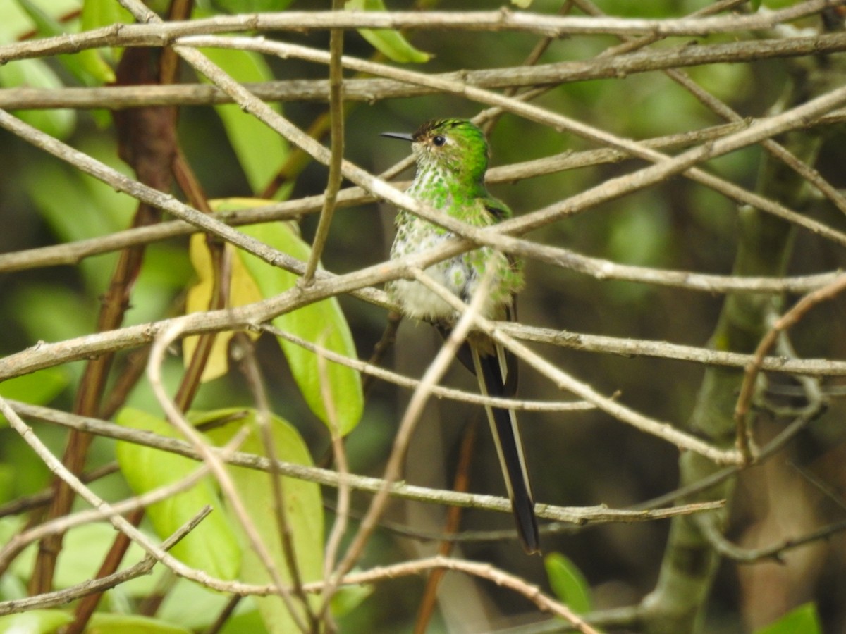 Green-tailed Trainbearer - Luis Curillo