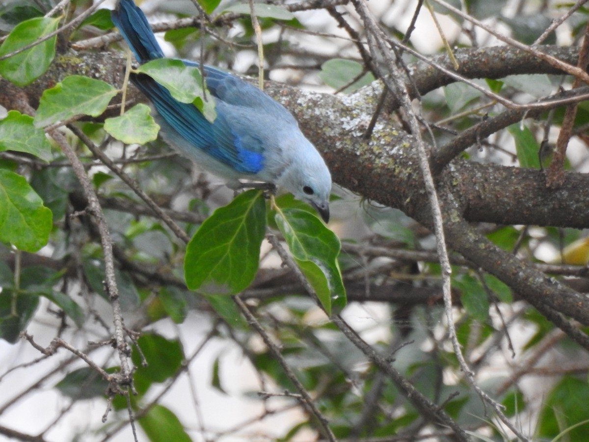 Blue-gray Tanager - ML611055619