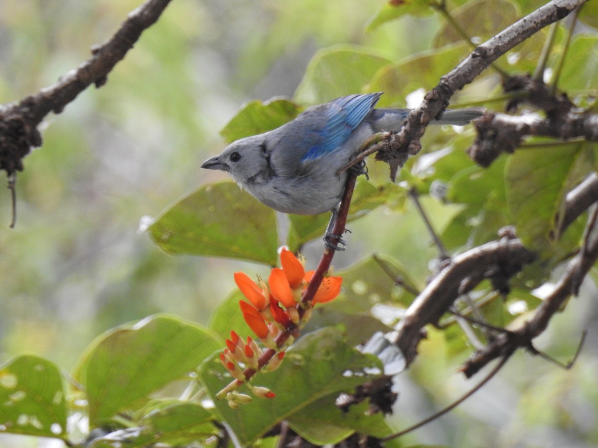 Blue-gray Tanager - ML611055622