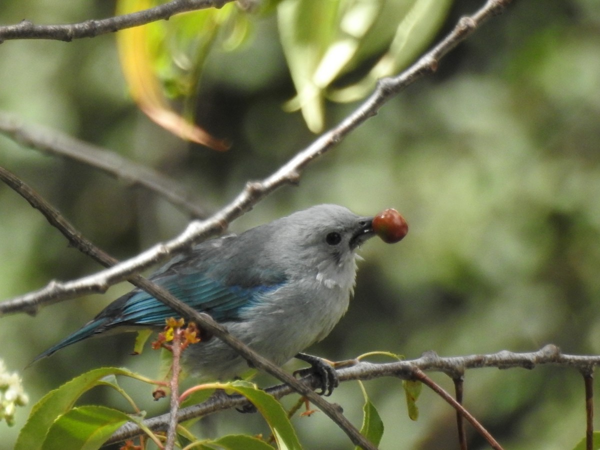 Blue-gray Tanager - ML611055624