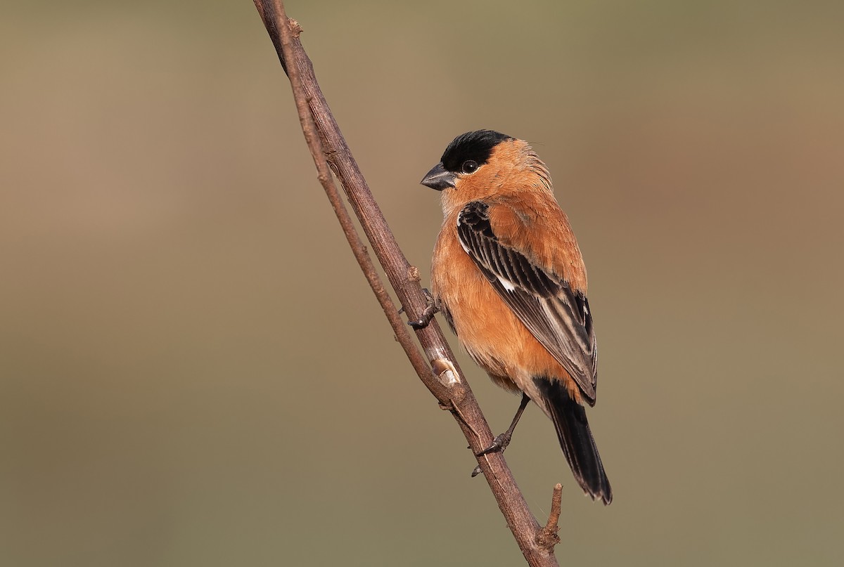 Copper Seedeater - ML611055727