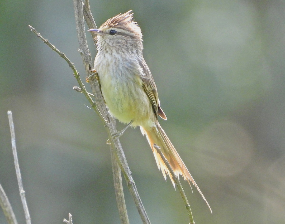 Striolated Tit-Spinetail - ML611056417