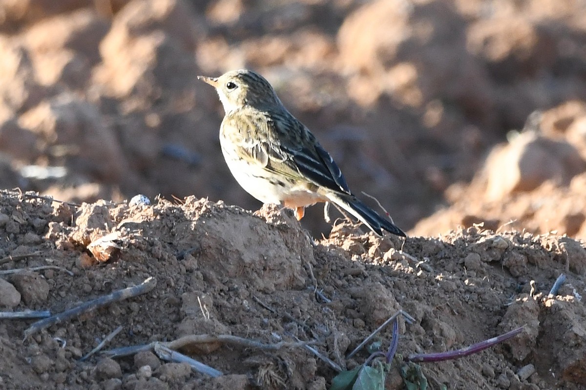 Meadow Pipit - ML611056423