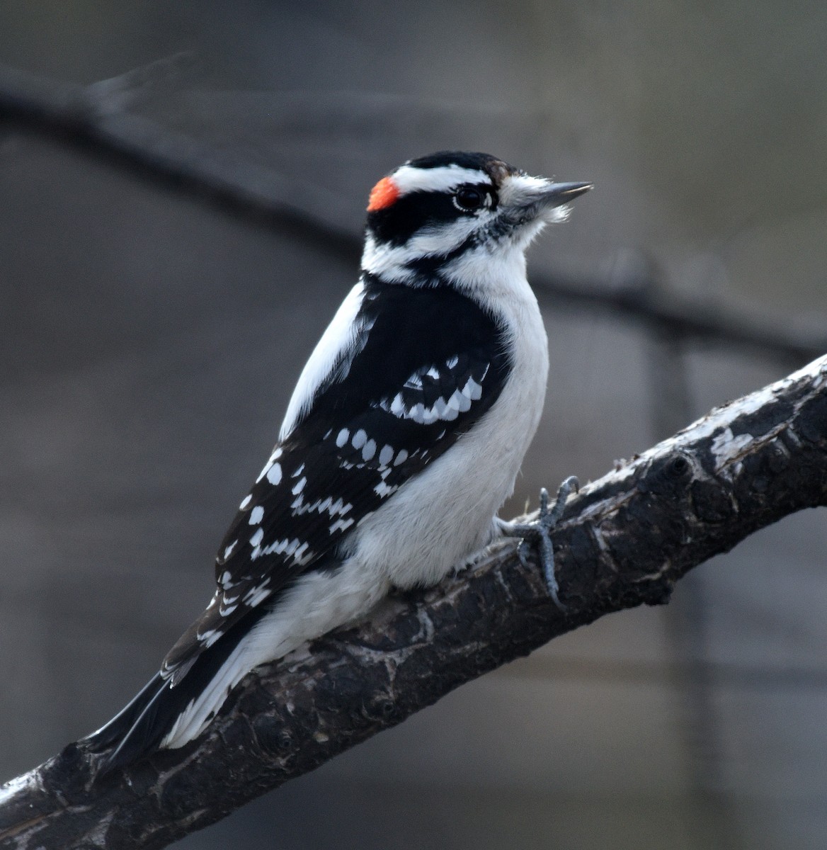Downy Woodpecker (Eastern) - Steven Mlodinow
