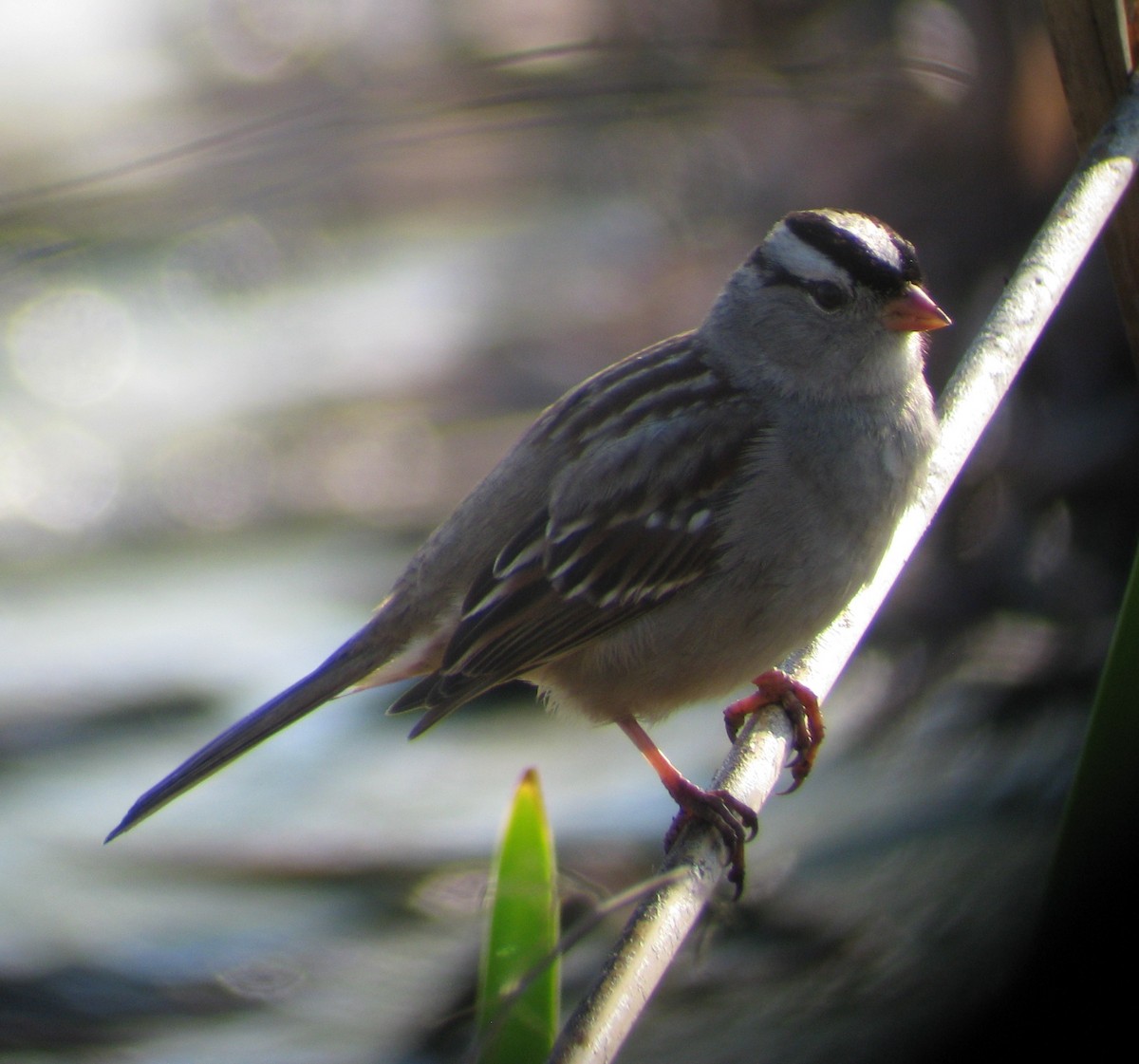 White-crowned Sparrow (Gambel's) - ML61105661