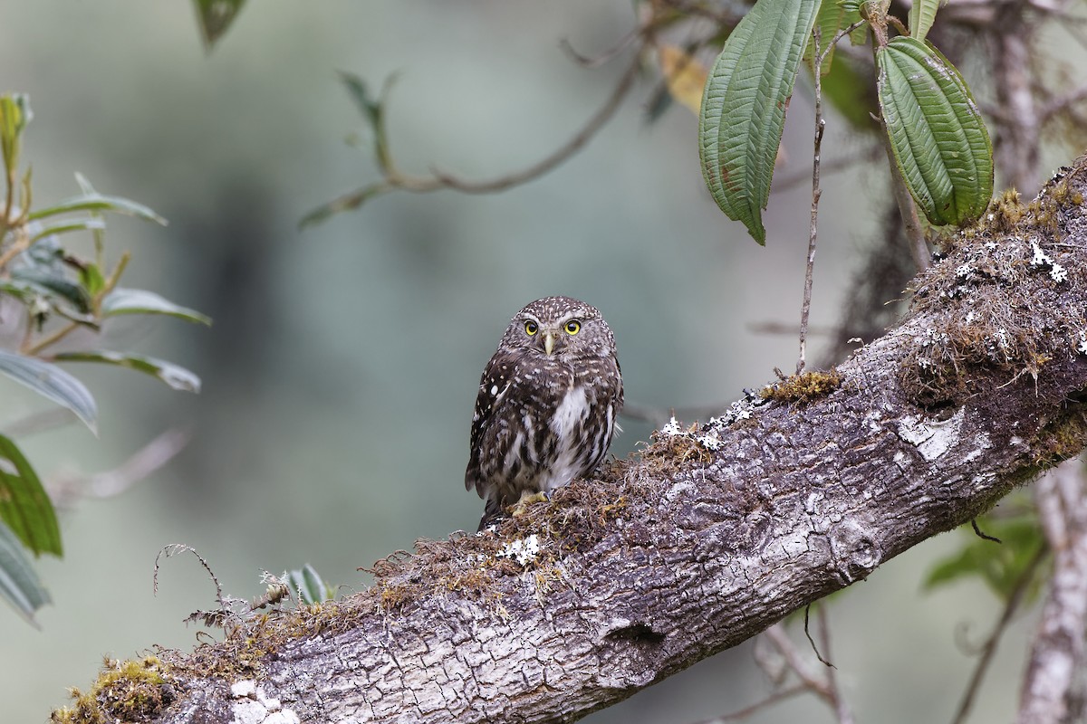 Yungas Pygmy-Owl - ML611057032