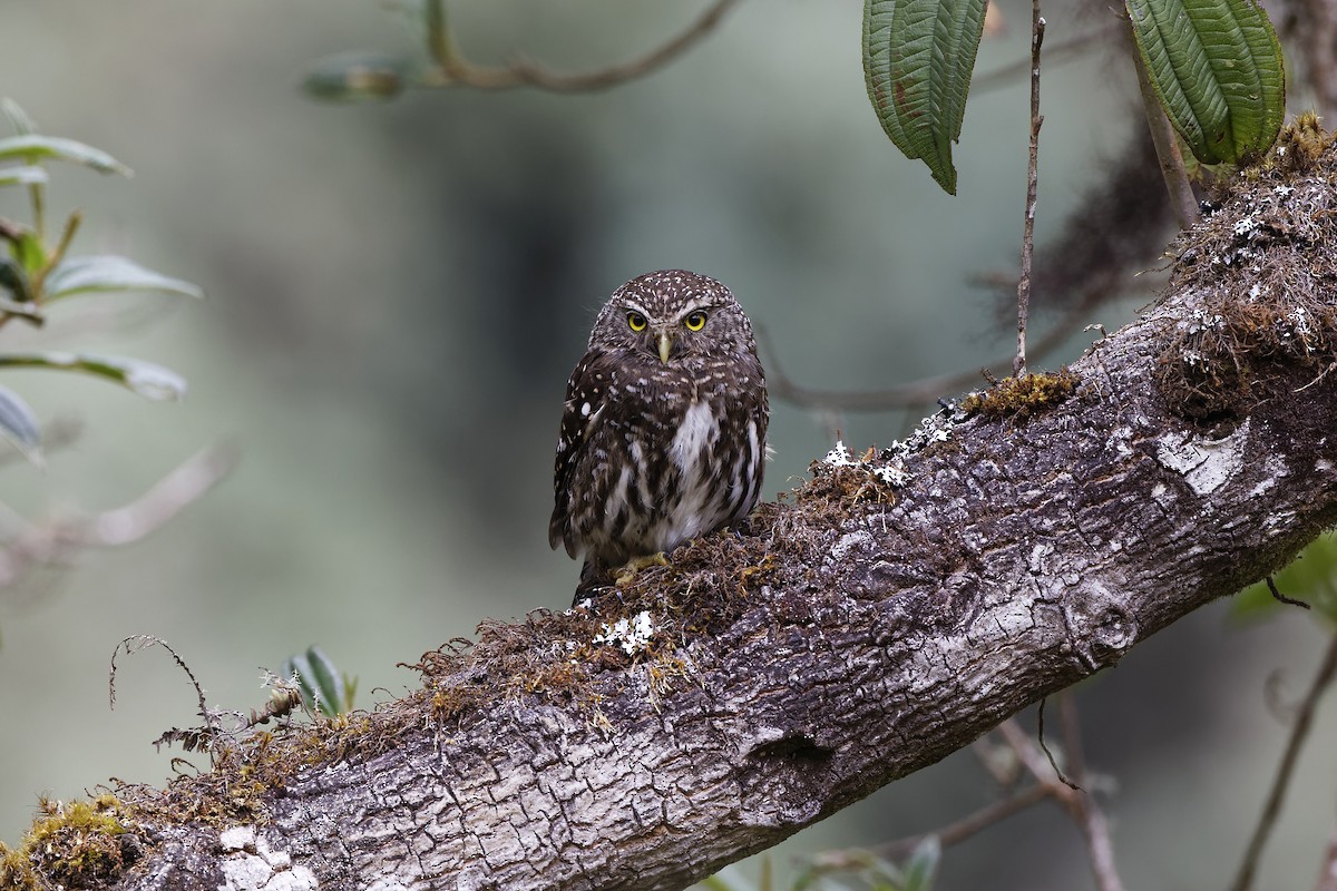Yungas Pygmy-Owl - ML611057033