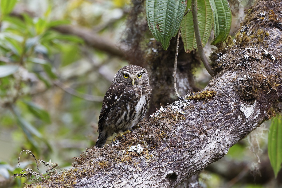 Yungas Pygmy-Owl - ML611057035