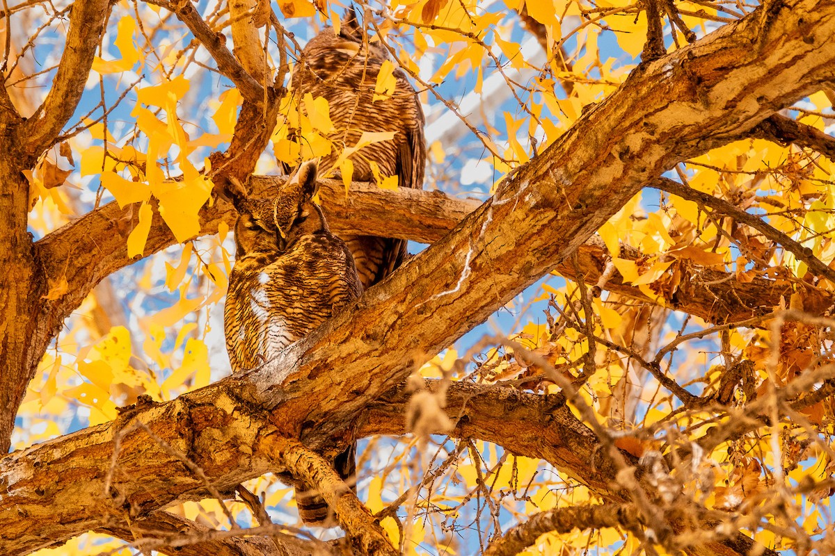 Great Horned Owl - Joe Schelling