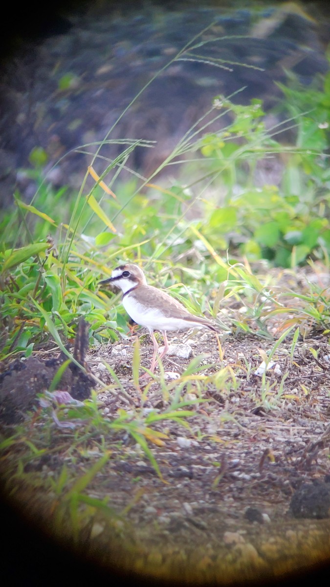 Collared Plover - ML611057184