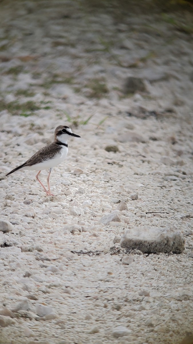 Collared Plover - ML611057185