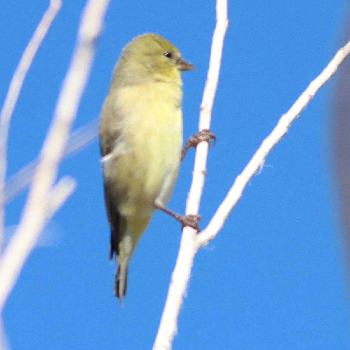 Ebird Checklist Nov Desert Nwr Corn Creek Field Station