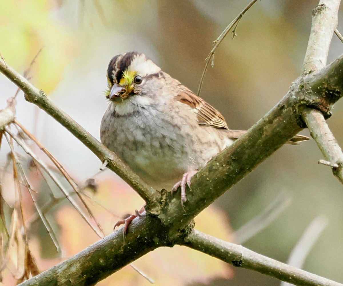 White-throated Sparrow - ML611057377