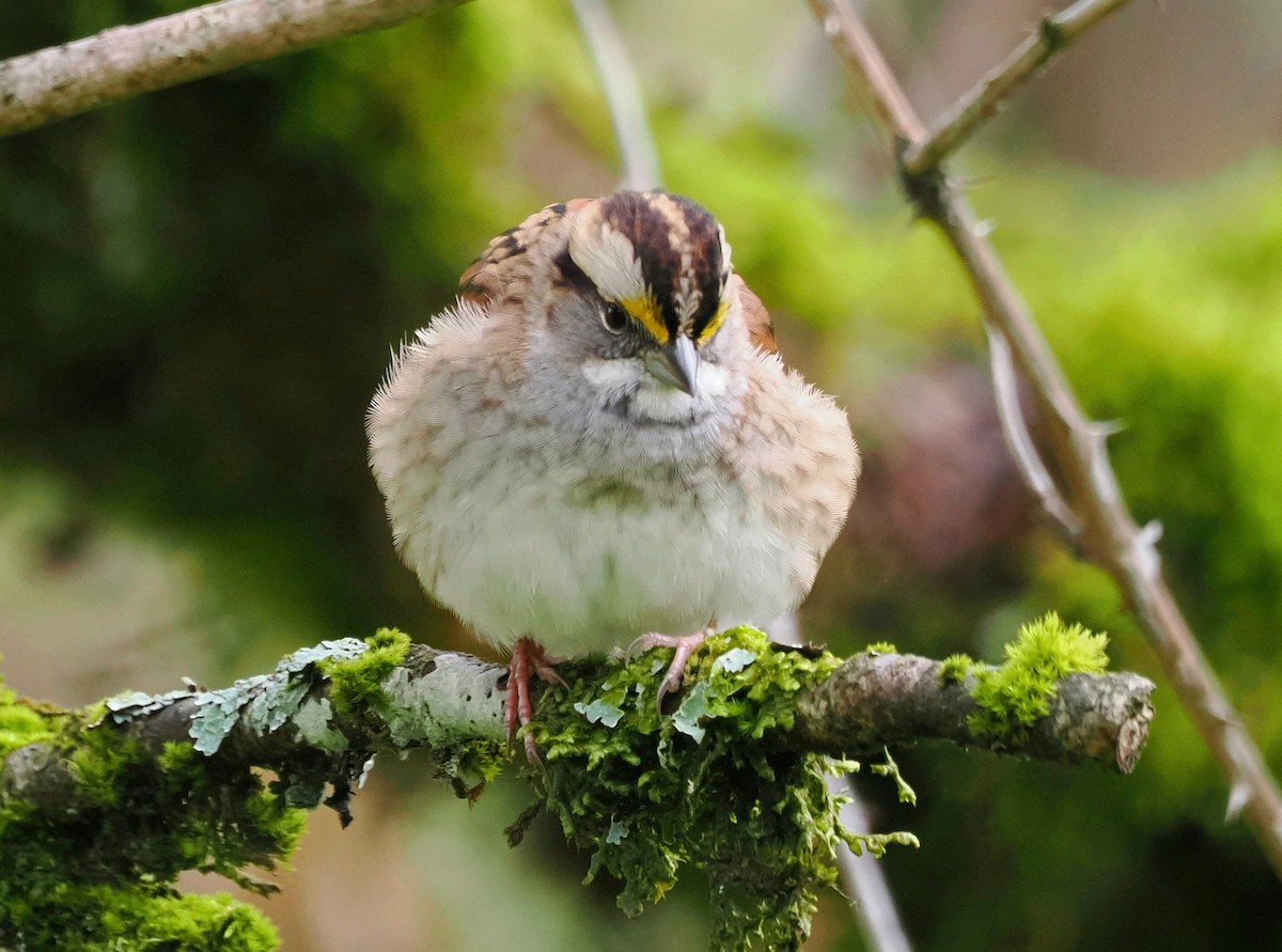 White-throated Sparrow - ML611057381