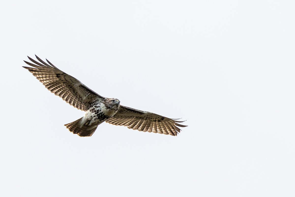 Red-tailed Hawk - ML611057730