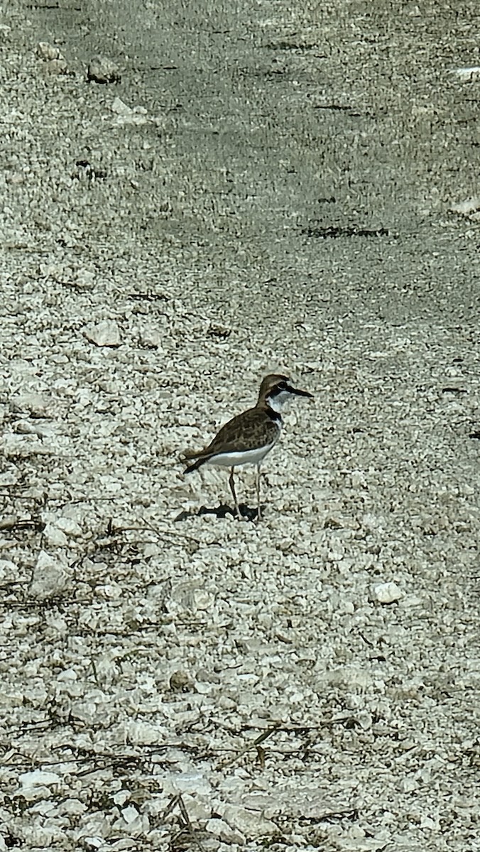 Collared Plover - ML611058195
