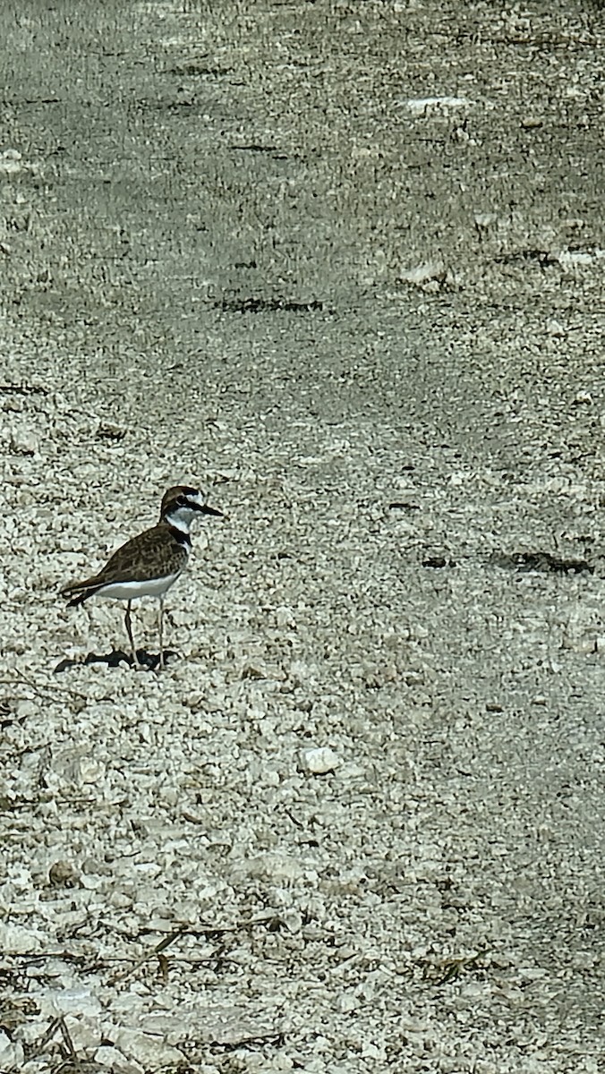 Collared Plover - ML611058196