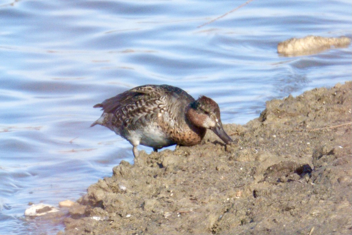 Green-winged Teal - ML611058374
