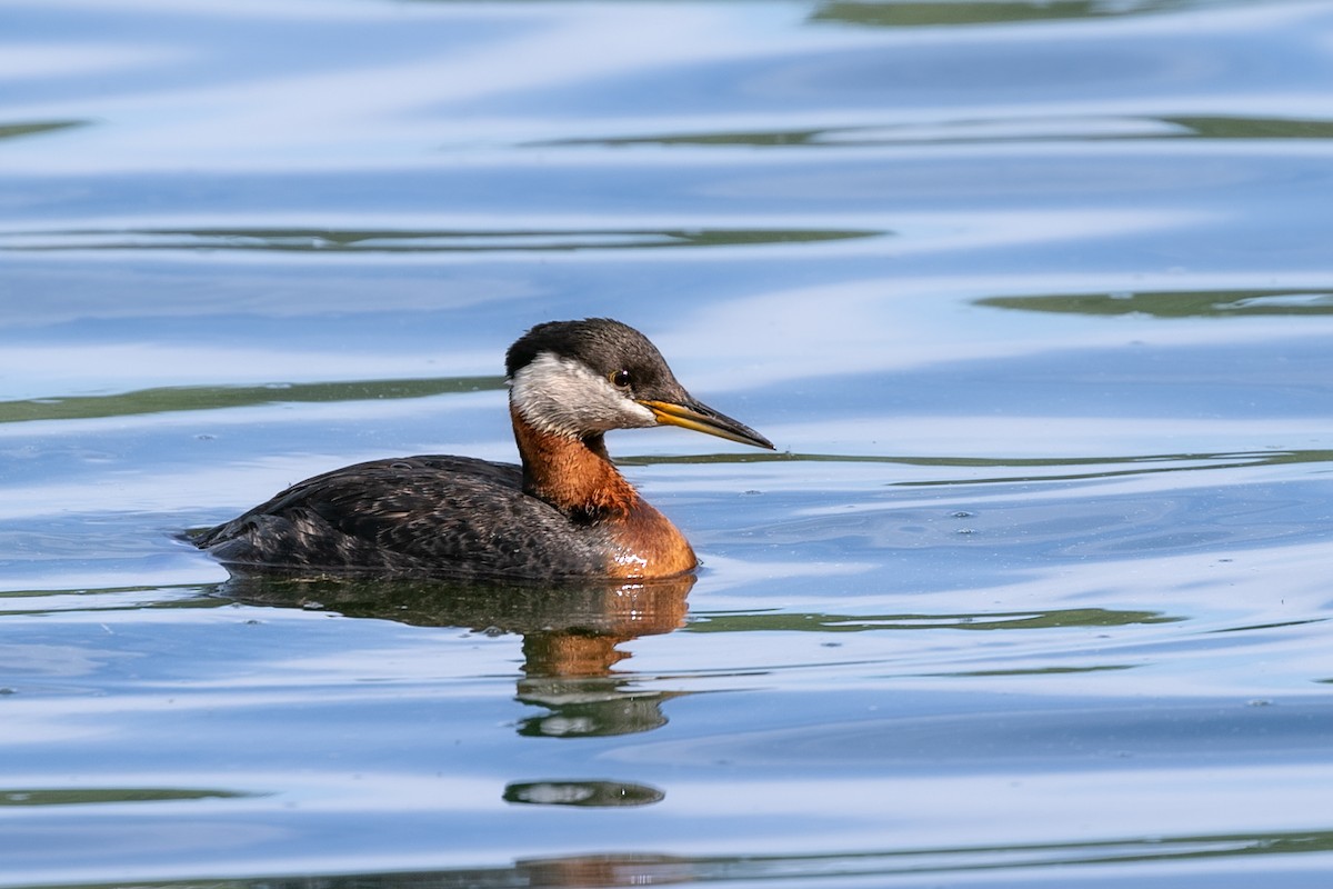 Red-necked Grebe - ML611058575