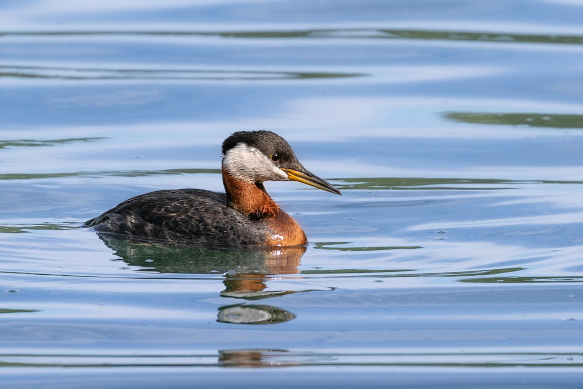 Red-necked Grebe - ML611058576
