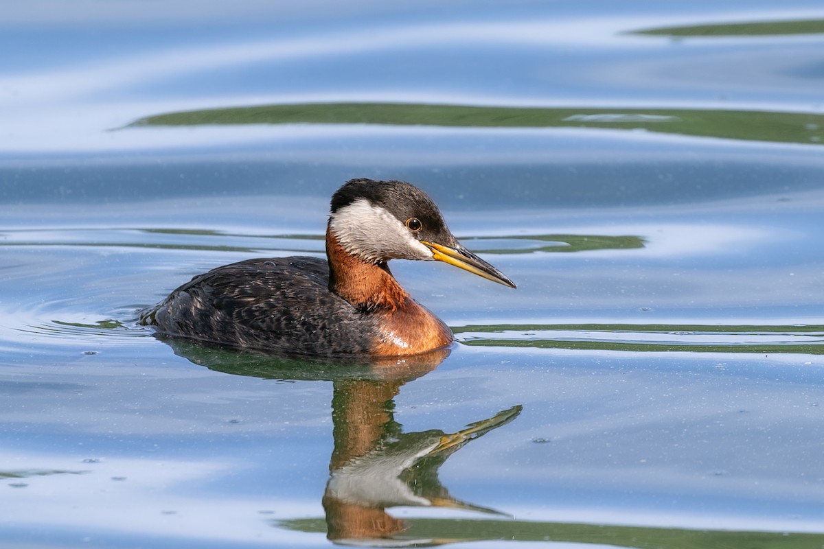 Red-necked Grebe - ML611058577