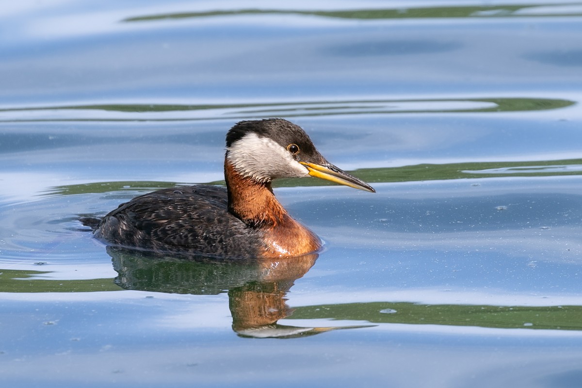Red-necked Grebe - ML611058578