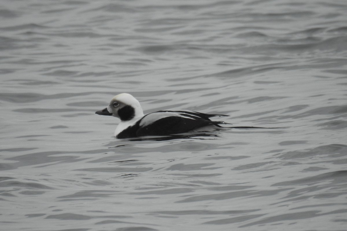 Long-tailed Duck - ML611058663