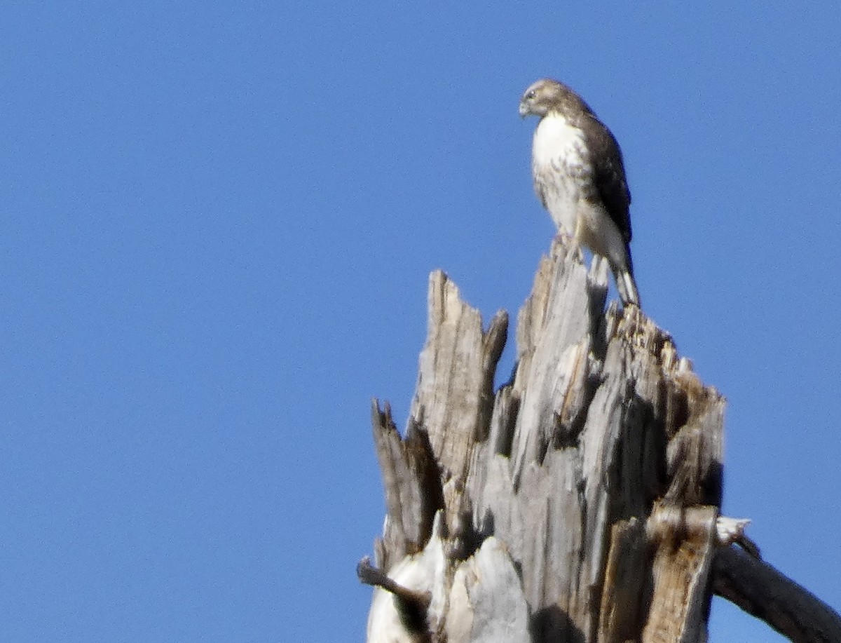 Red-tailed Hawk - ML611059018