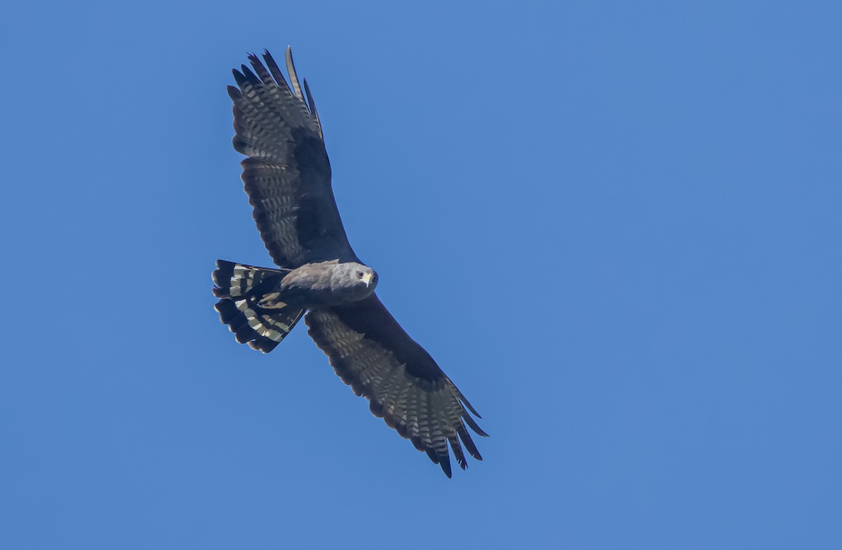 Zone-tailed Hawk - ML611059079