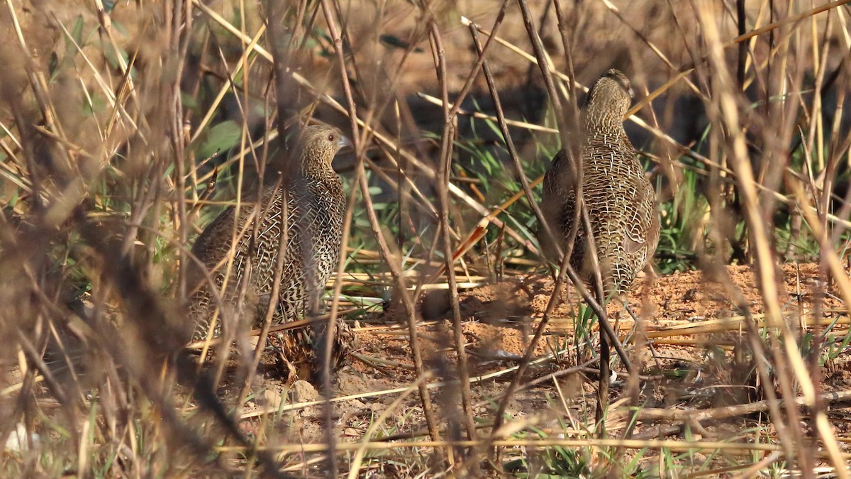 Madagascar Partridge - ML611059502