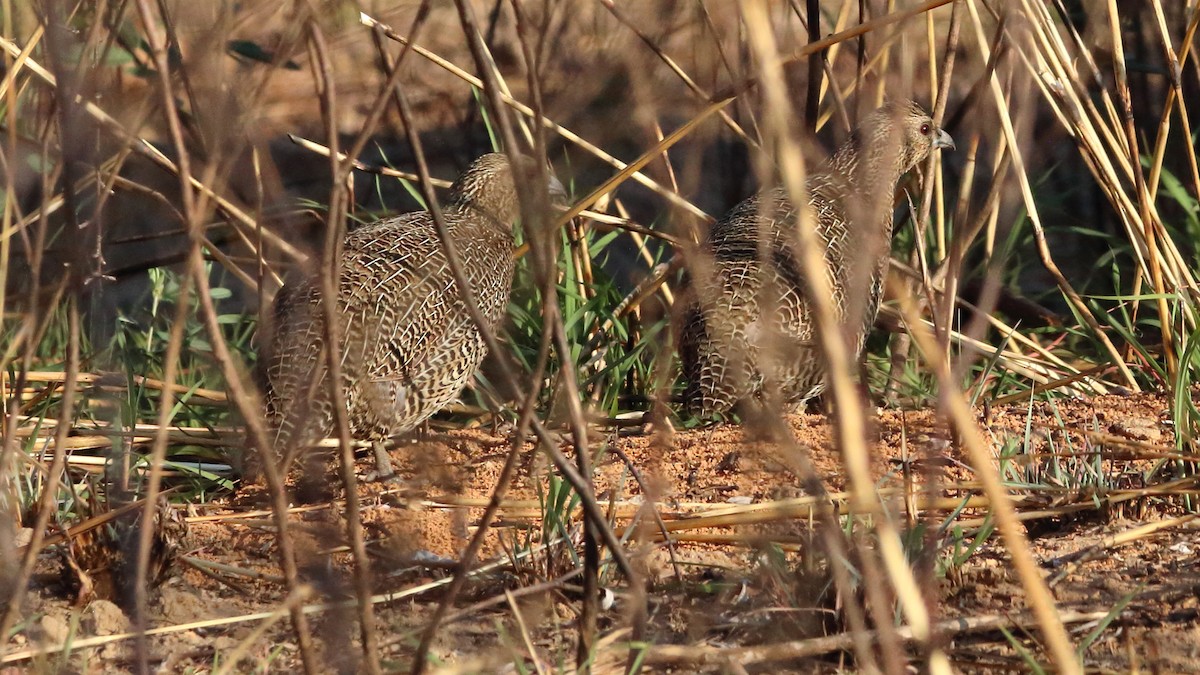 Madagascar Partridge - ML611059505