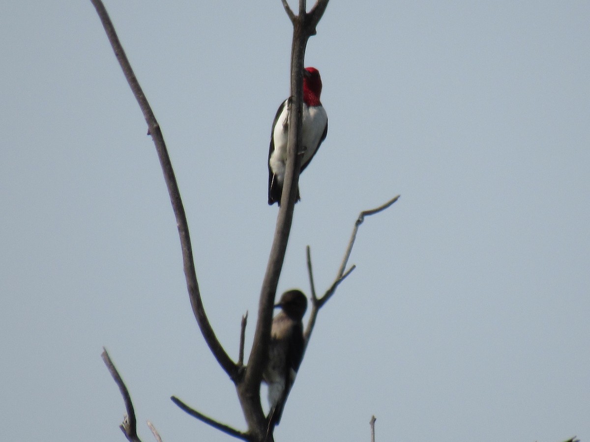 Red-headed Woodpecker - ML611059564