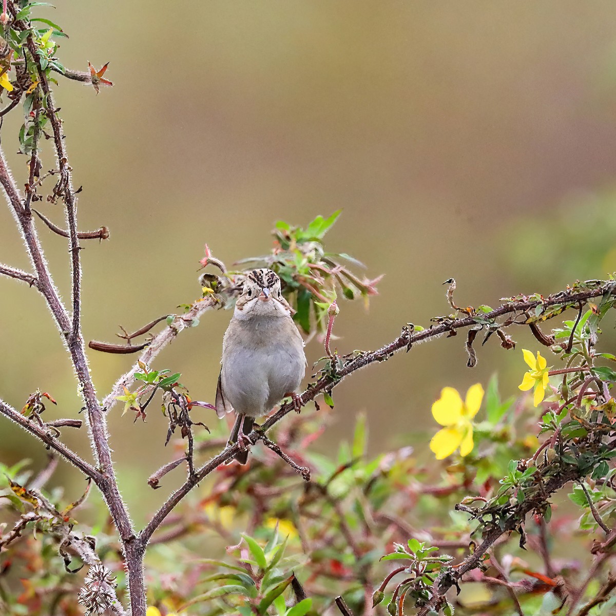 Clay-colored Sparrow - ML611059573