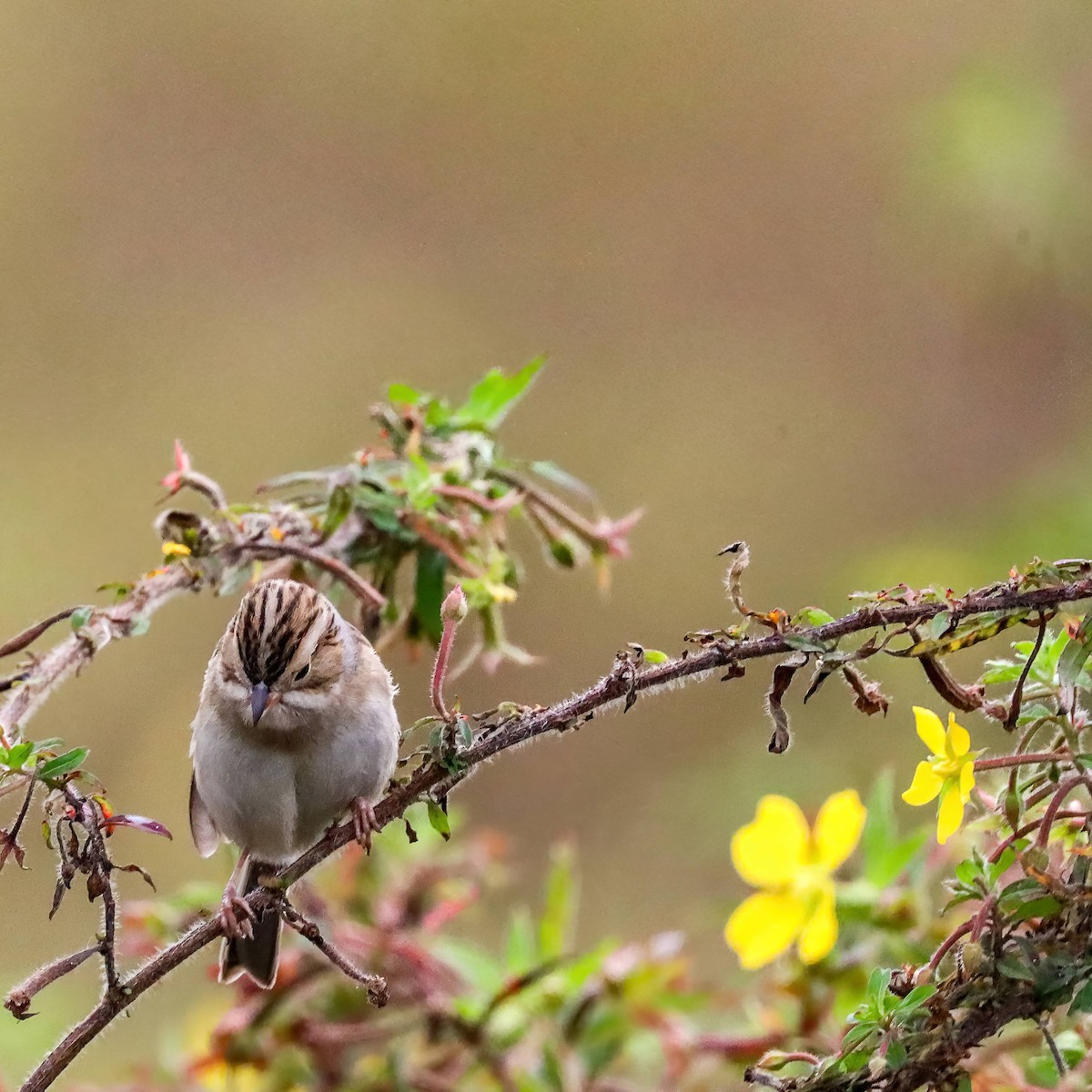 Clay-colored Sparrow - ML611059575