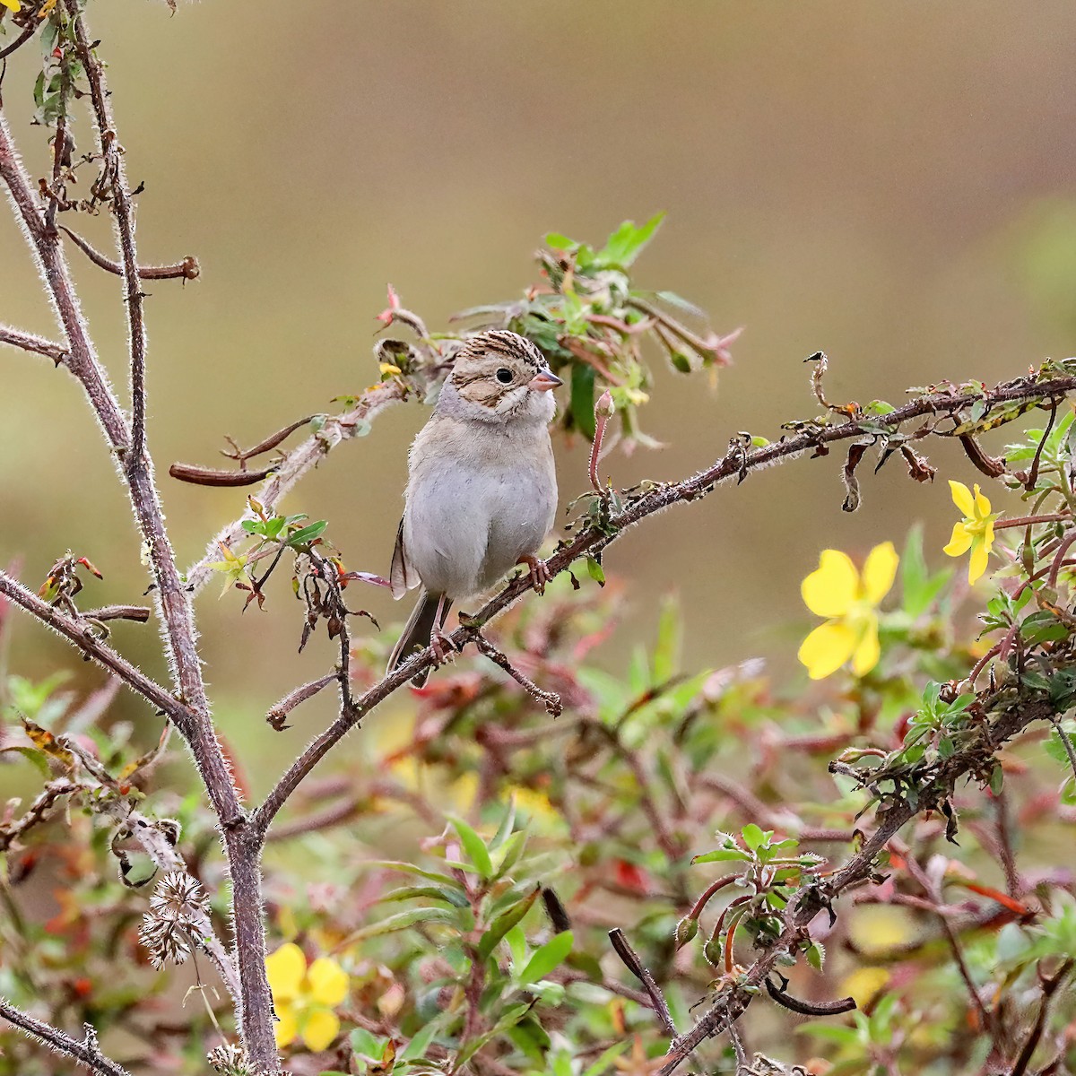 Clay-colored Sparrow - ML611059578